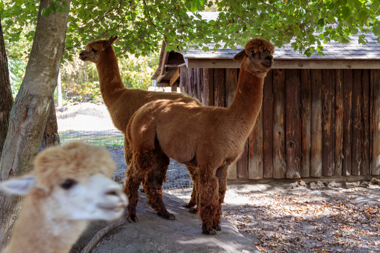 The Pack - KaveRock Alpaca Farm » Rehoboth, MA